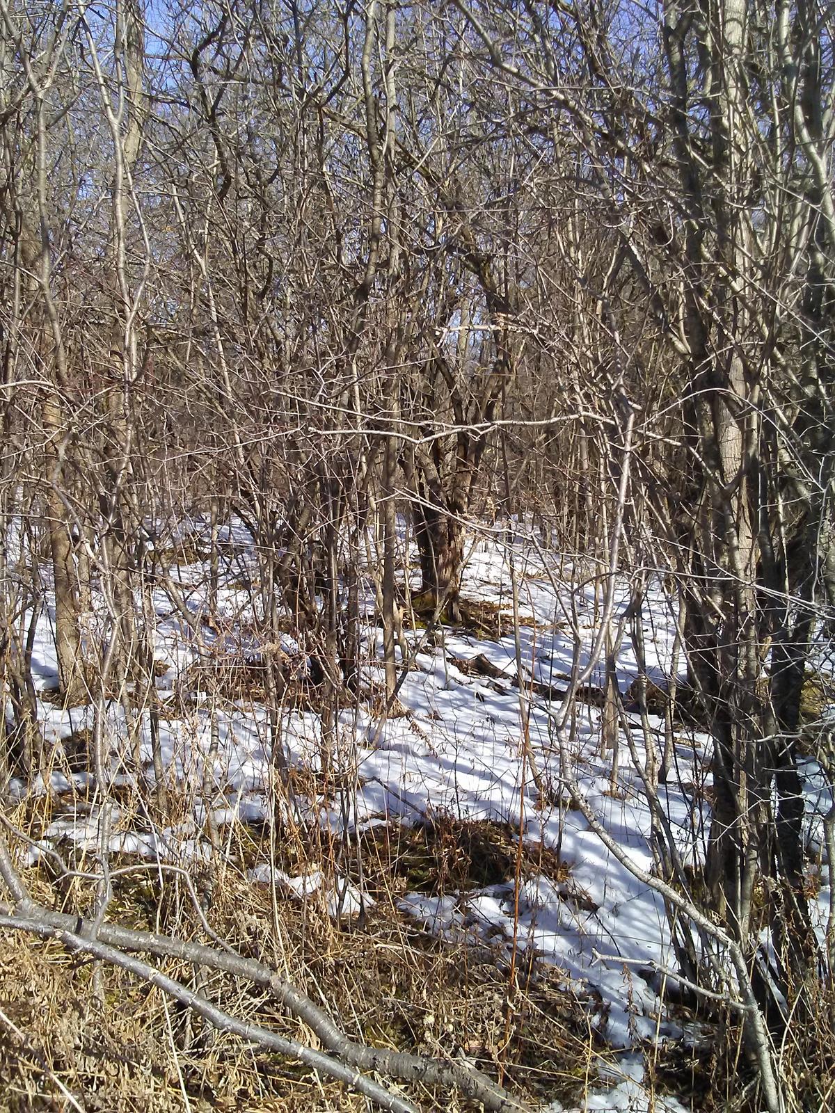 invasive buckthorn near the edge of the forest.