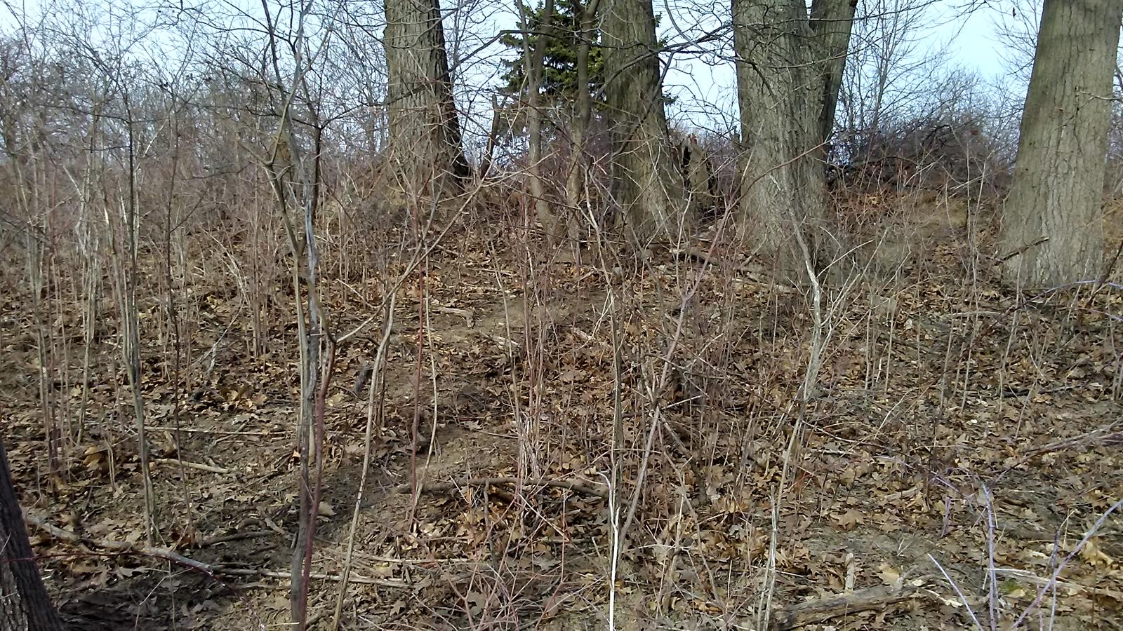 these native red oaks area ware saved from invasive buckthorn.