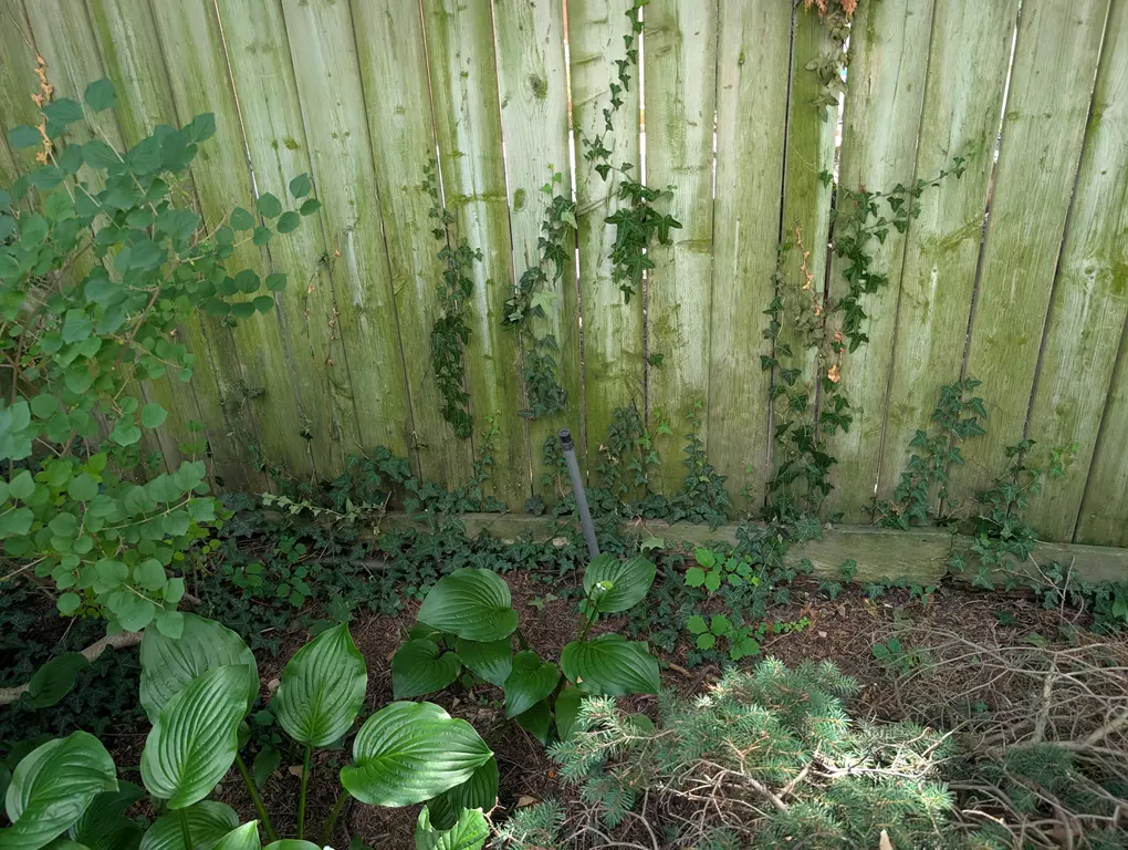 Invasive English Ivy