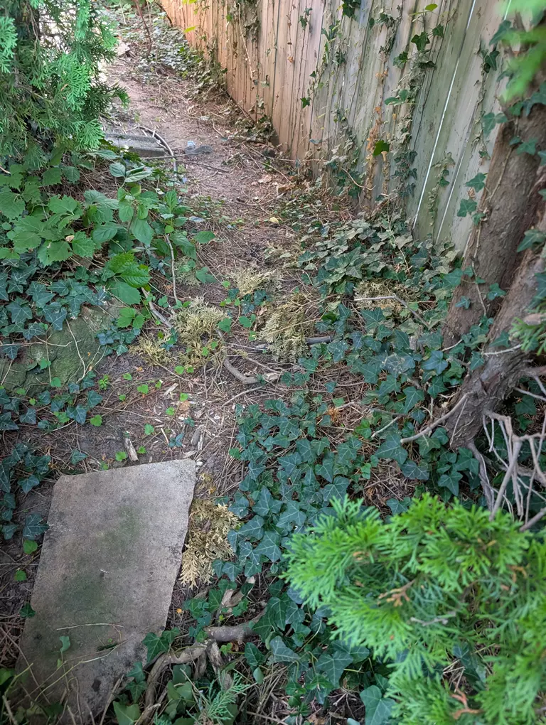 Invasive English Ivy