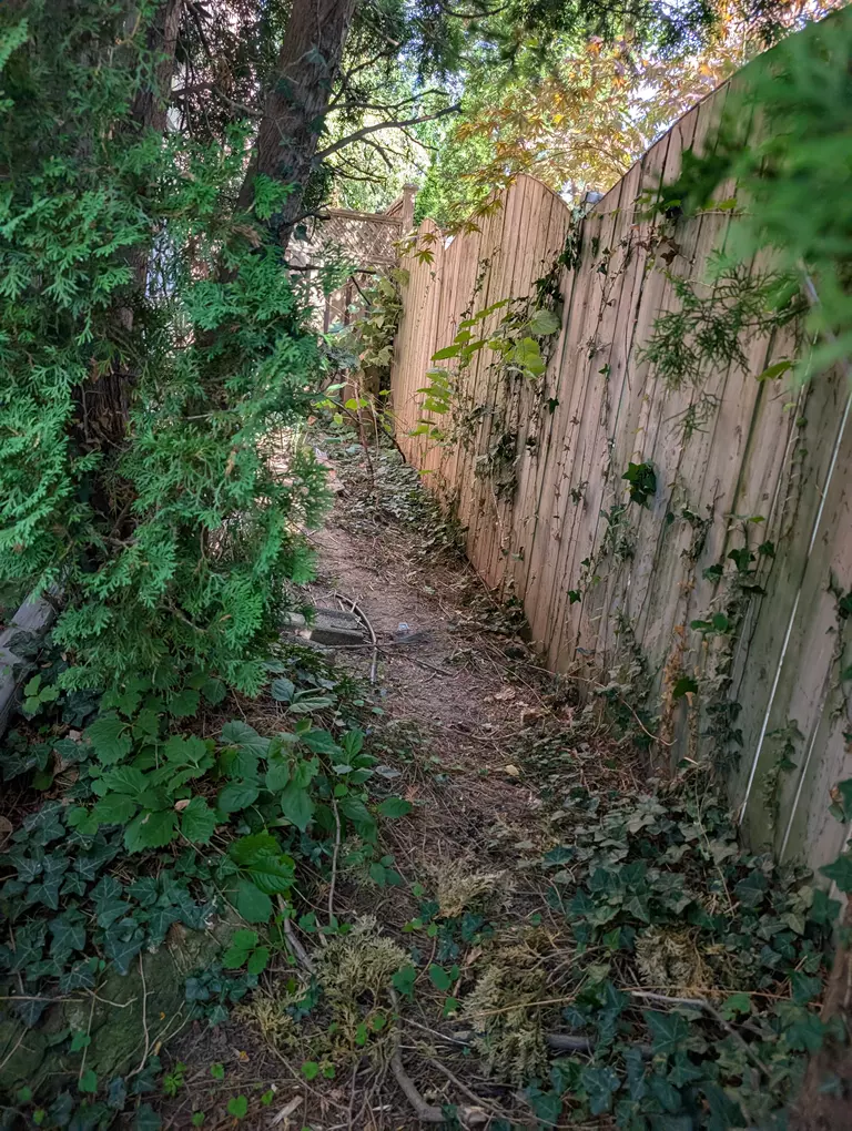 Invasive English Ivy