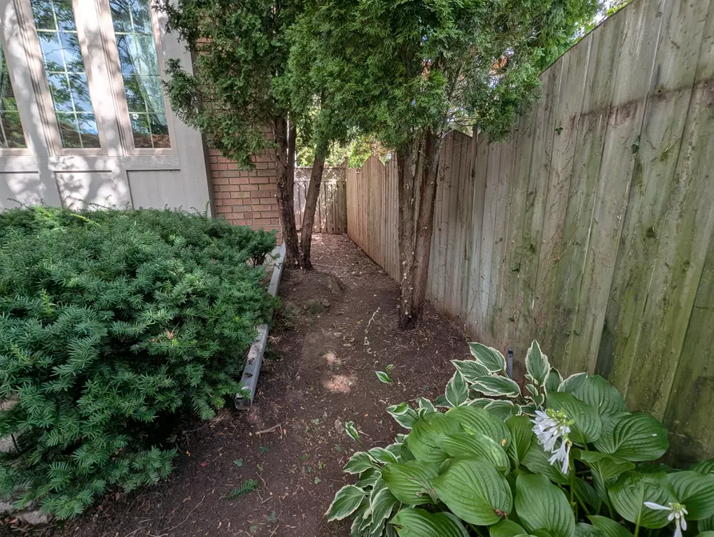 Invasive English Ivy Removal