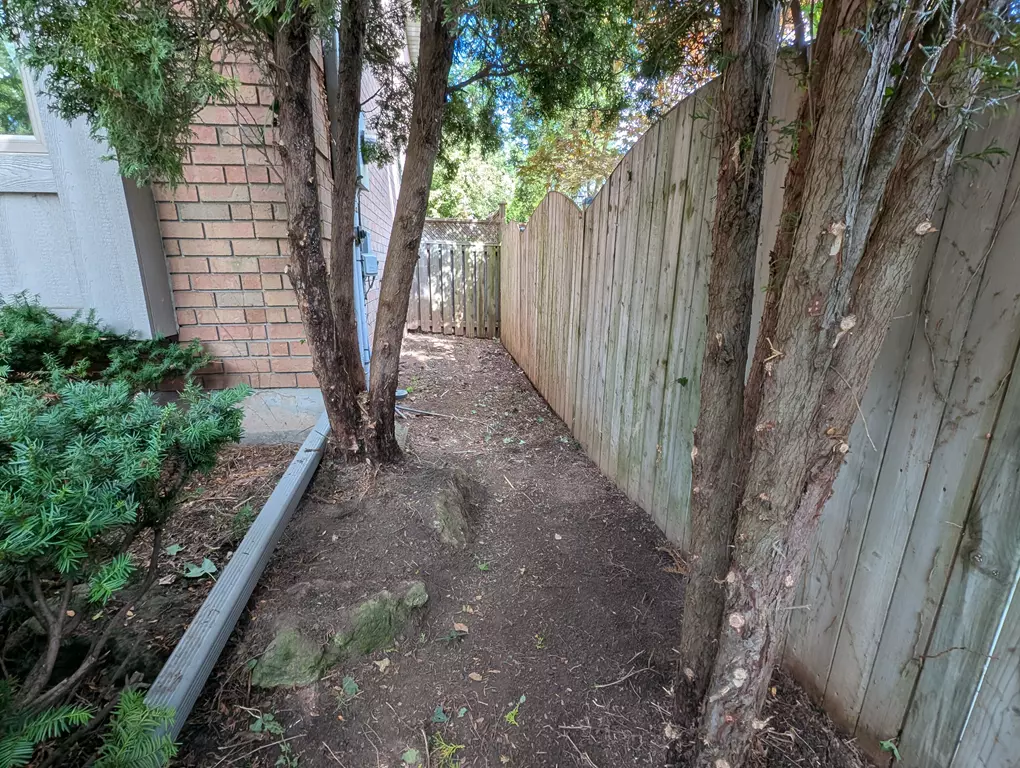 Invasive English Ivy Removal